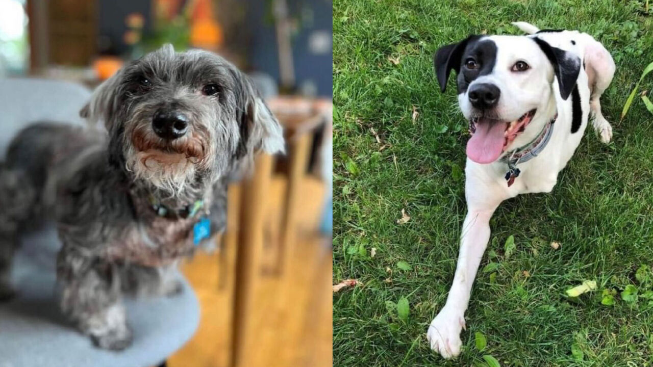 Max-and-Penny-together